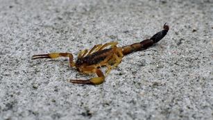 Alacranes. (Christian Luna / La Voz)