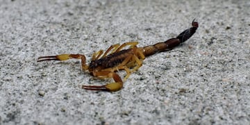 Alacranes. (Christian Luna / La Voz)