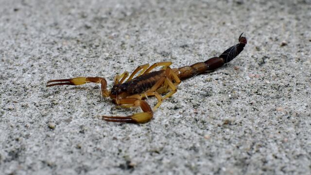 Alacranes. (Christian Luna / La Voz)