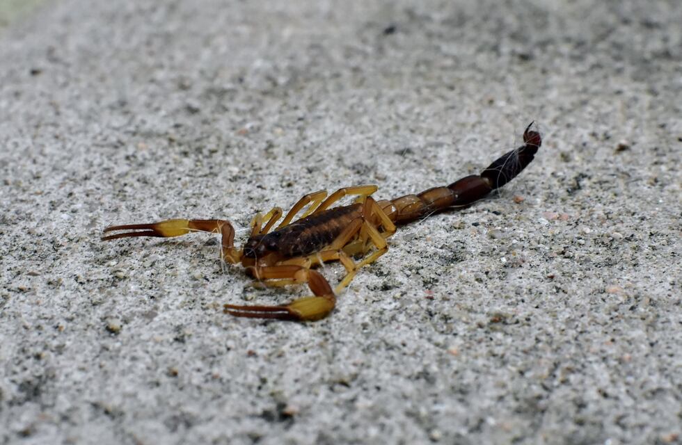 Gonzales Chaves: campaña de prevención contra la picadura de animales ponzoñosos