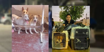 Encuentran partes de animales en una casa en la localidad sanjuanina de Santa Lucía.