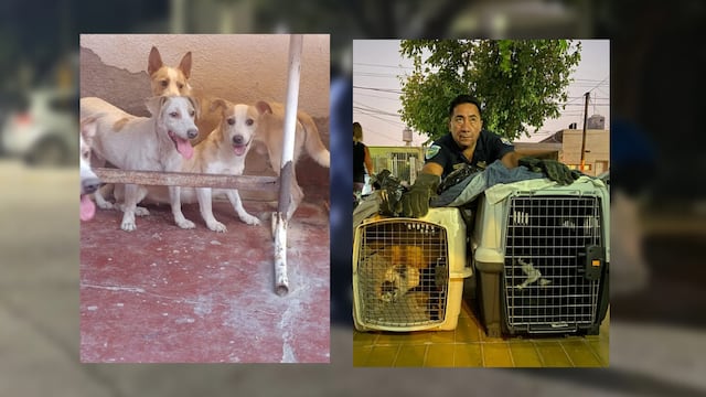 Encuentran partes de animales en una casa en la localidad sanjuanina de Santa Lucía.