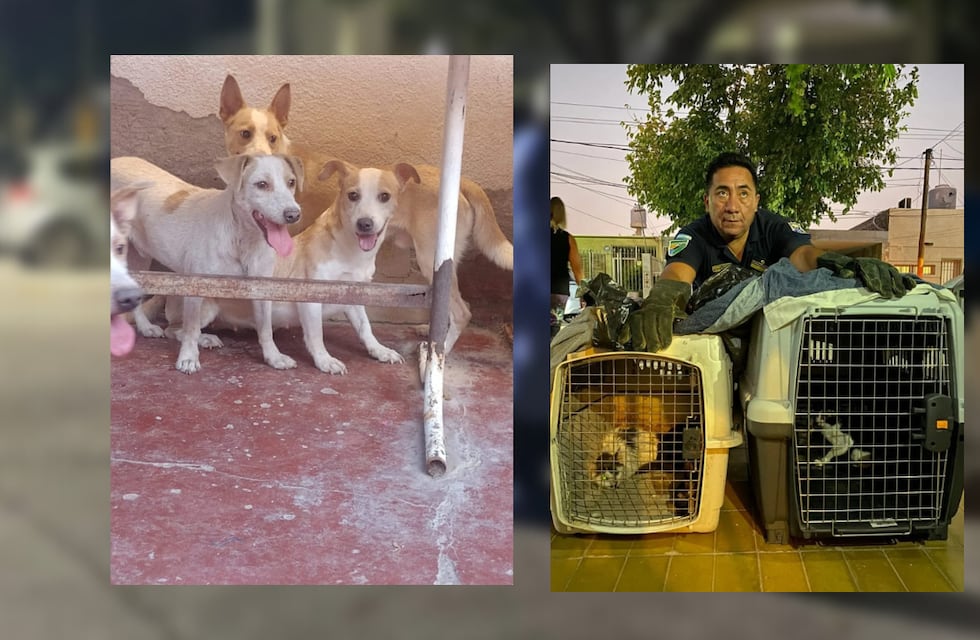 Horror en San Juan: encontraron partes de animales en la heladera de una casa