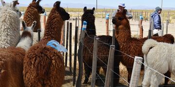 Cría de llamas en la Puna jujeña.