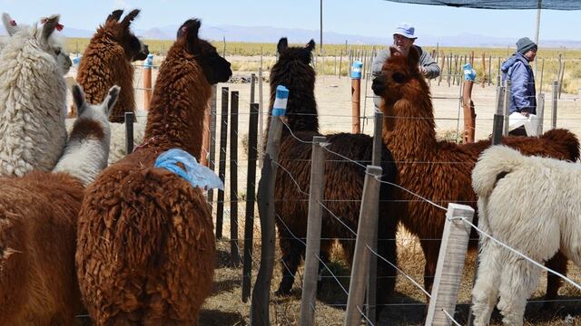 Cría de llamas en la Puna jujeña.