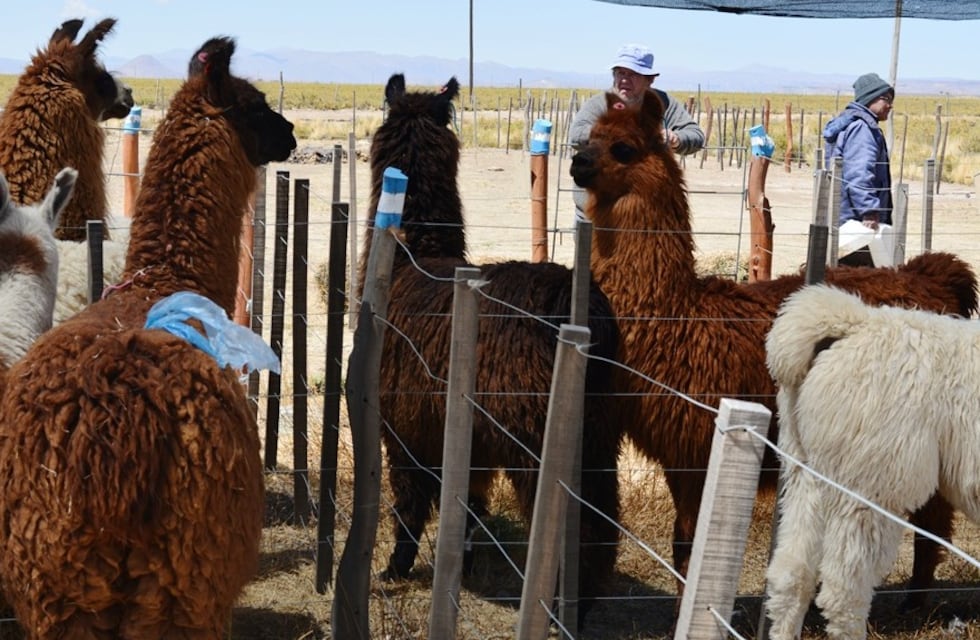 Productores de la Puna jujeña presentarán sus mejores llamas y ovejas
