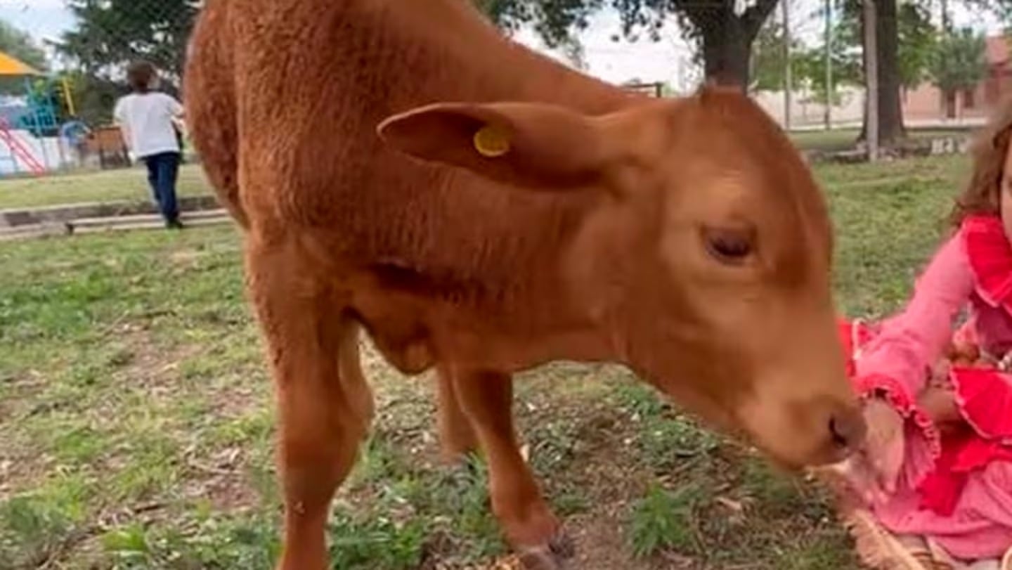 Berni, la mascota asesinada en Córdoba.