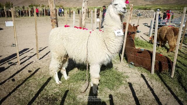 Este es uno de los animales ganadores de la Chimpiada 2024.