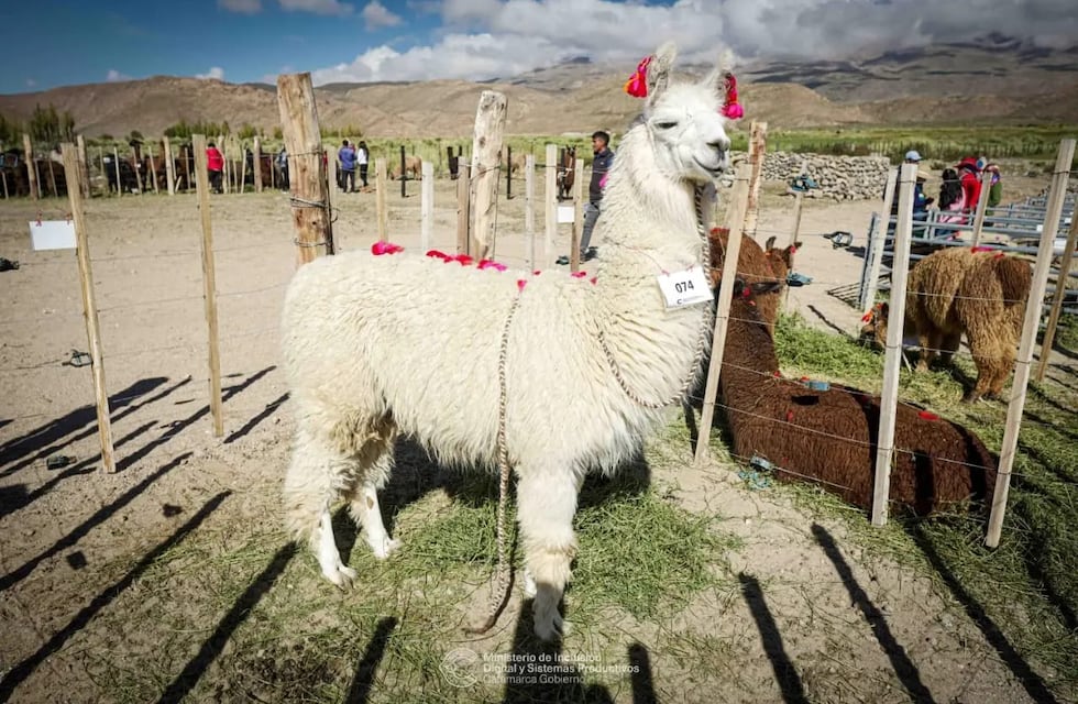 Octava Feria Ganadera y Artesanal de la Chimpiada en Laguna Blanca