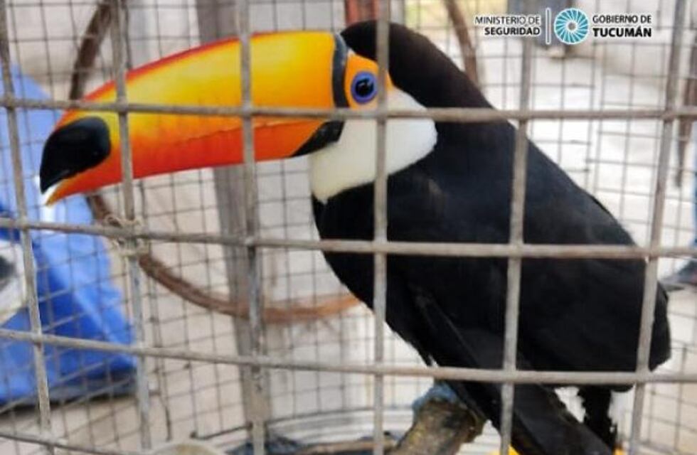 Alberdi: un hombre de nacionalidad estadounidense tenía siete aves en cautiverio