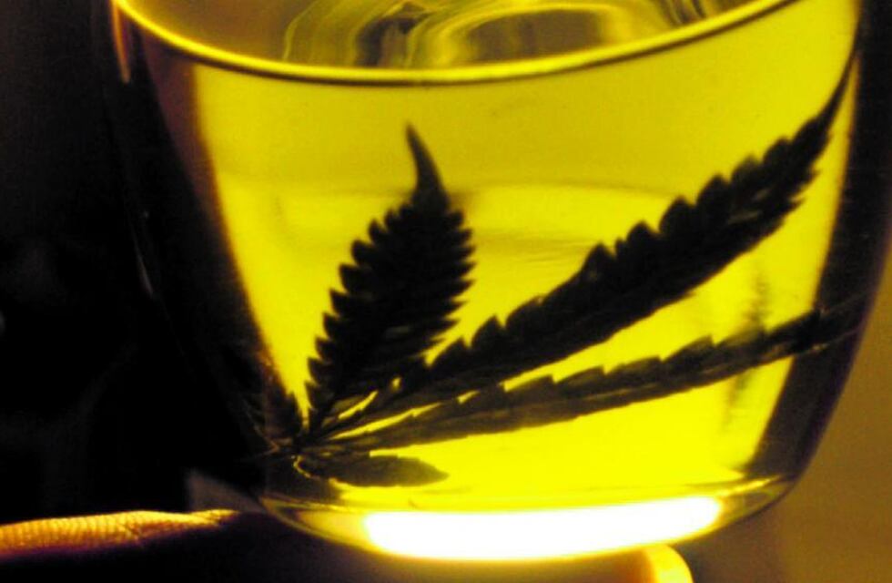 Santa Fe iniciará este año la producción de aceite de cannabis medicinal