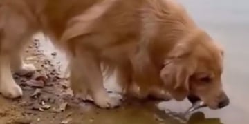 Un perro le salvó la vida a un pez y se volvió viral