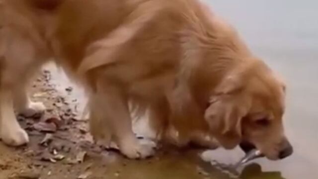 Un perro le salvó la vida a un pez y se volvió viral