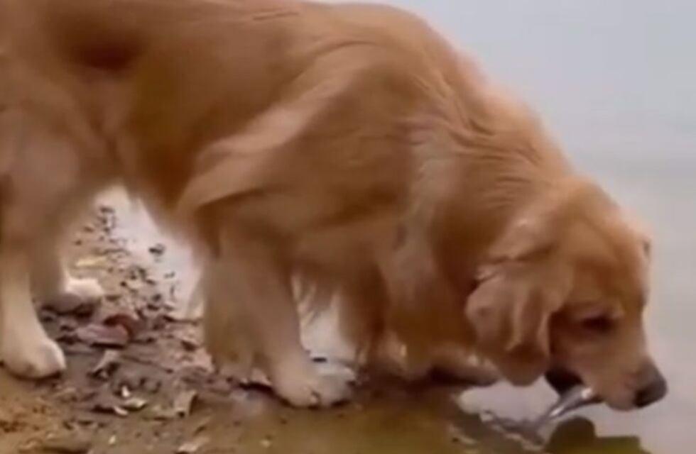 El video viral de un perro que le salvó la vida a un pescado: lo rescató y lo devolvió al agua