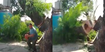 El momento en el que cae el árbol talado y provoca un desastre.