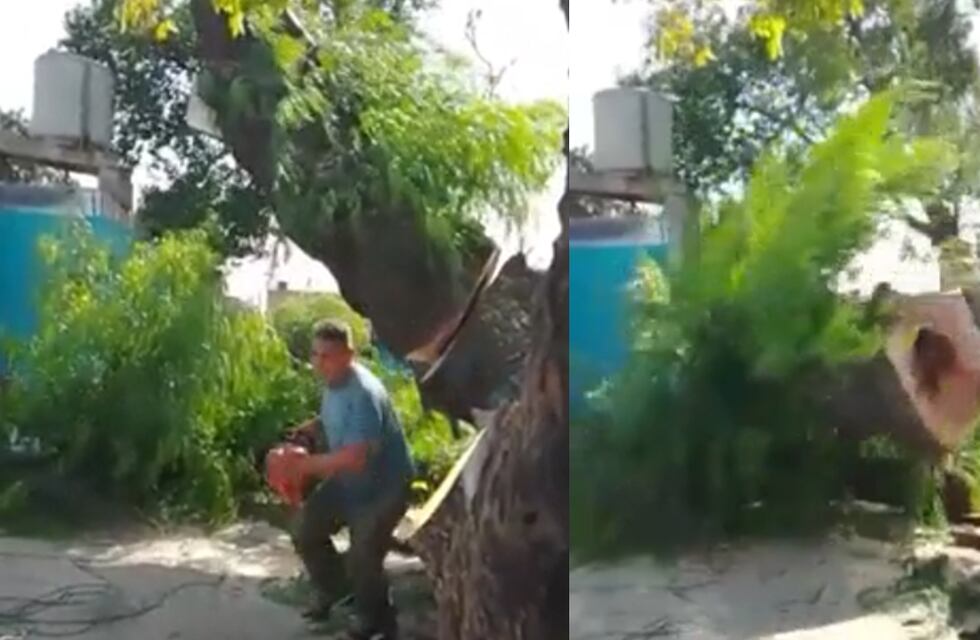 ¿Venganza de la naturaleza?: un cordobés taló un árbol del patio de su casa y provocó un desastre