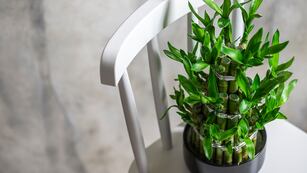 Según el Feng Shui, esta es la planta exótica que debés tener en tu casa si deseás atraer la abundancia.