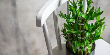 Según el Feng Shui, esta es la planta exótica que debés tener en tu casa si deseás atraer la abundancia.