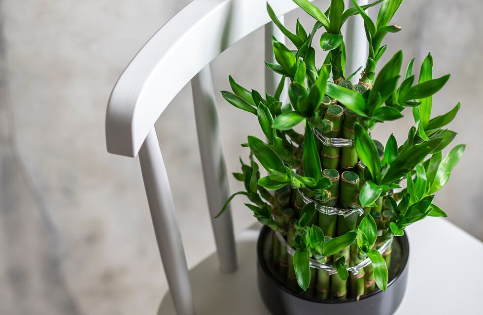 Según el Feng Shui, esta es la planta exótica que debés tener en tu casa si deseás atraer la abundancia