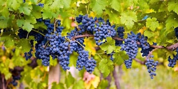 Día Internacional del Pinot Noir: porqué se celebra y qué diferencia hay con el Malbec