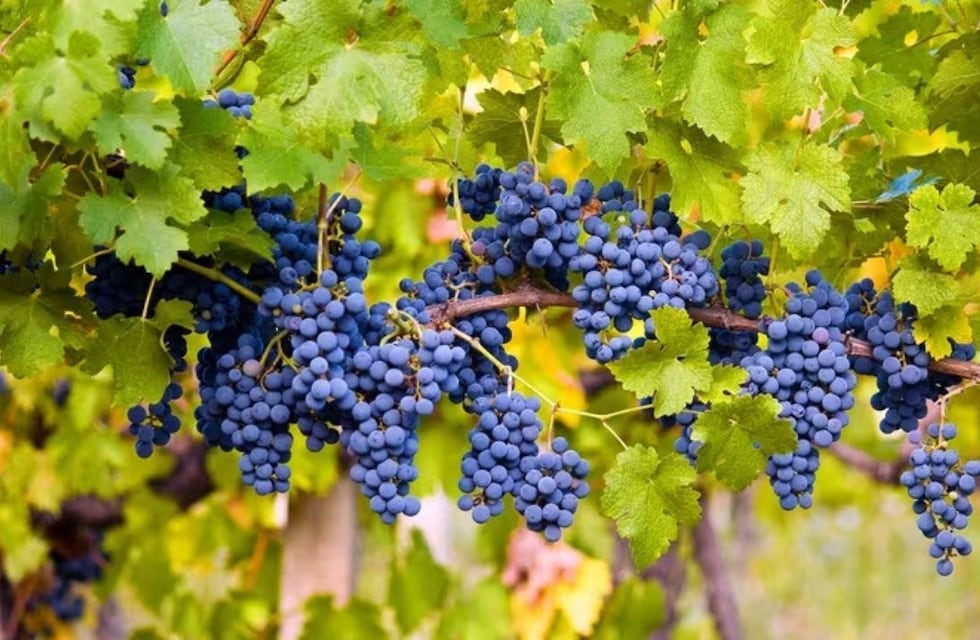 Día Internacional del Pinot Noir: porqué se celebra y qué diferencia hay con el Malbec