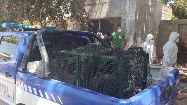 Policía Ambiental y proteccionistas de Córdoba lograron rescatar a los animales.