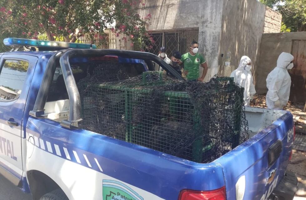 Policía Ambiental y vecinos rescataron a la jauría que habitaba una casa de barrio Los Paraísos