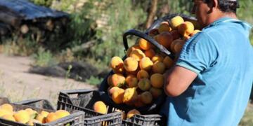El gobierno mendocino se quejó a la Nación por la importación de duraznos en mitades comunes desde china. Gentileza