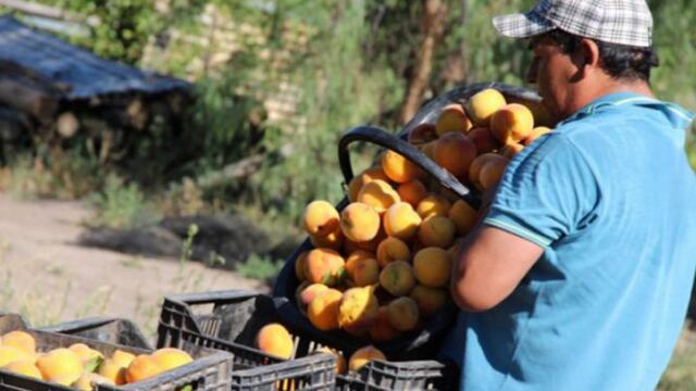 El gobierno mendocino se quejó a la Nación por la importación de duraznos en mitades comunes desde china. Gentileza