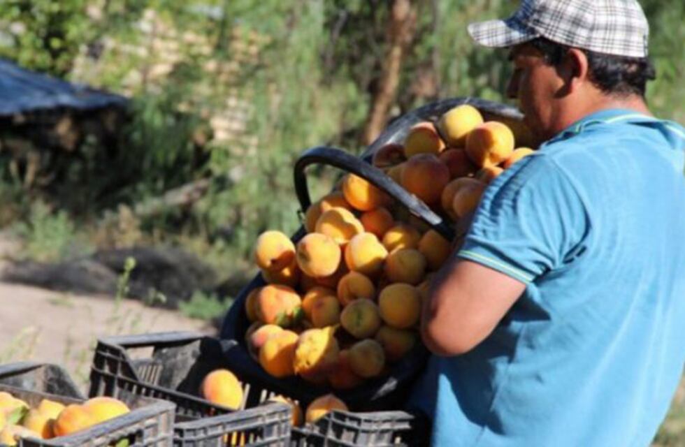 Queja de Mendoza a la Nación por la importación de duraznos chinos