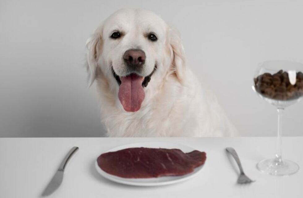 Dieta BARF para perros y gatos: qué es y en qué consiste