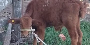 Berni fue carneado y desparramado por Hernando, Córdoba.