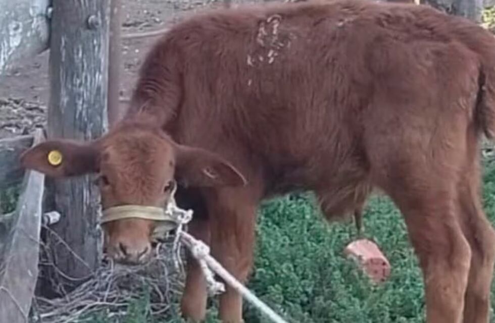 Carnearon el ternerito mascota de una escuela y lo desparramaron por un pueblo de Córdoba