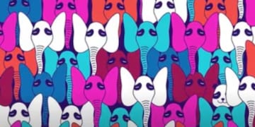 El acertijo visual del panda que causa furor en las redes y solo el 10% de los usuarios pueden resolver en 10 segundos.