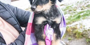 Vacunación antirrábica