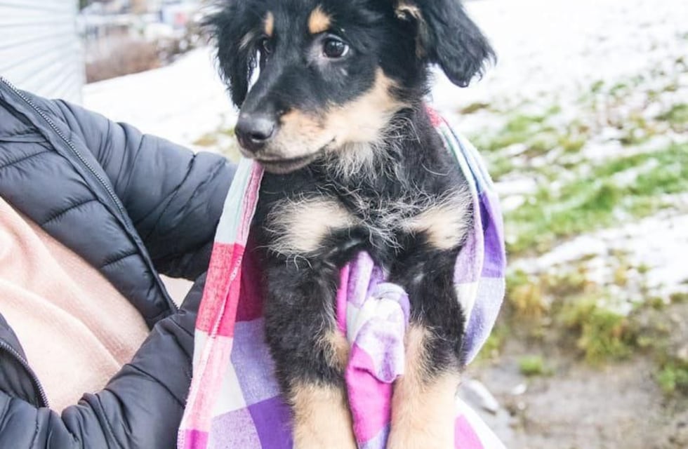 Jueves de vacunación antirrábica en Barrio Laura