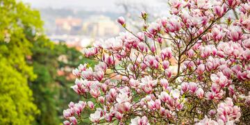 La Magnolia grandiflora es un árbol que puede demorar entre cinco y quince año en florecer, pero la espera vale la pena.