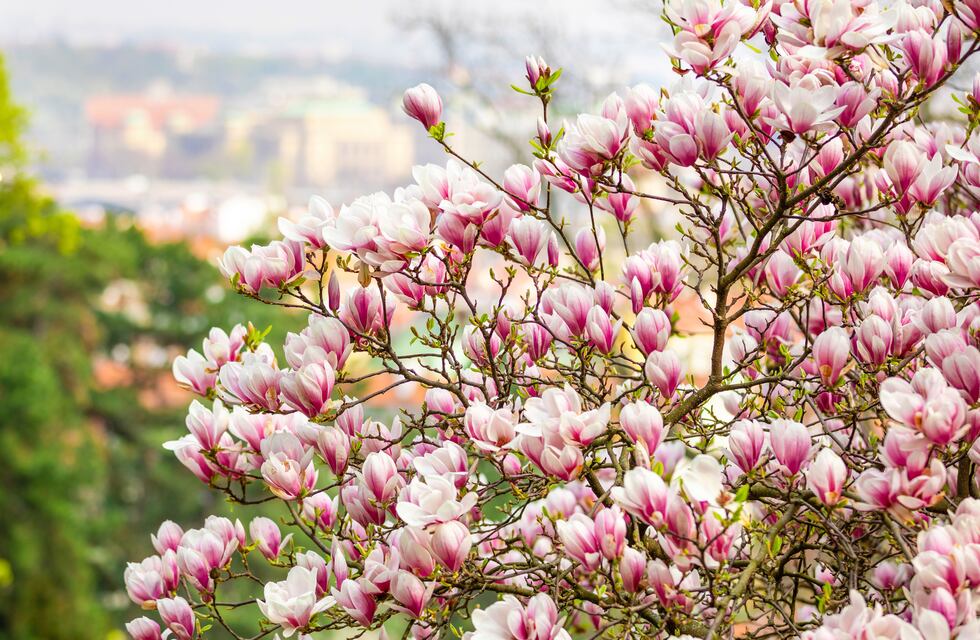 ¡Jardinería para el Guinness! Tips para cultivar el asombroso árbol de magnolias gigantes