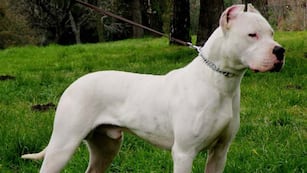 Un niño de 5 años fue atacado por un perro dogo en Córdoba.