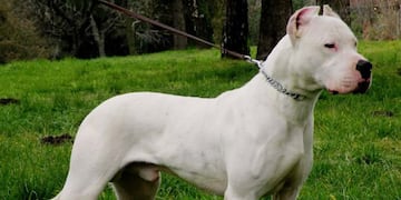 Un niño de 5 años fue atacado por un perro dogo en Córdoba.