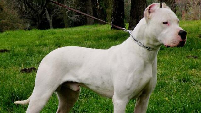 Un niño de 5 años fue atacado por un perro dogo en Córdoba.
