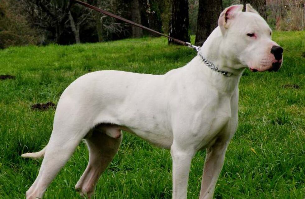 Unquillo: una mujer herida por el ataque de un perro dogo