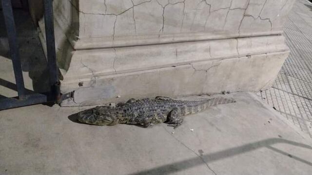 Encuentran un yacaré en el centro de Goya, Corrientes.