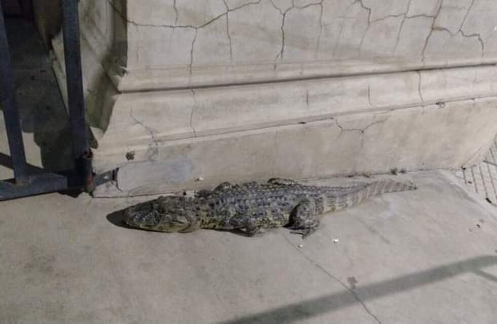 Susto en Corrientes: vieron un yacaré en pleno centro de Goya