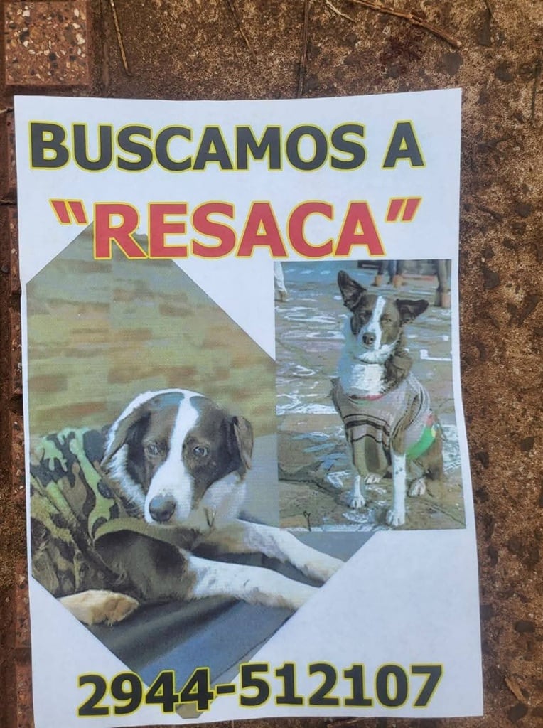 Un ciclista busca desesperadamente a su perra “Resaca” tras un accidente en Garuhapé.