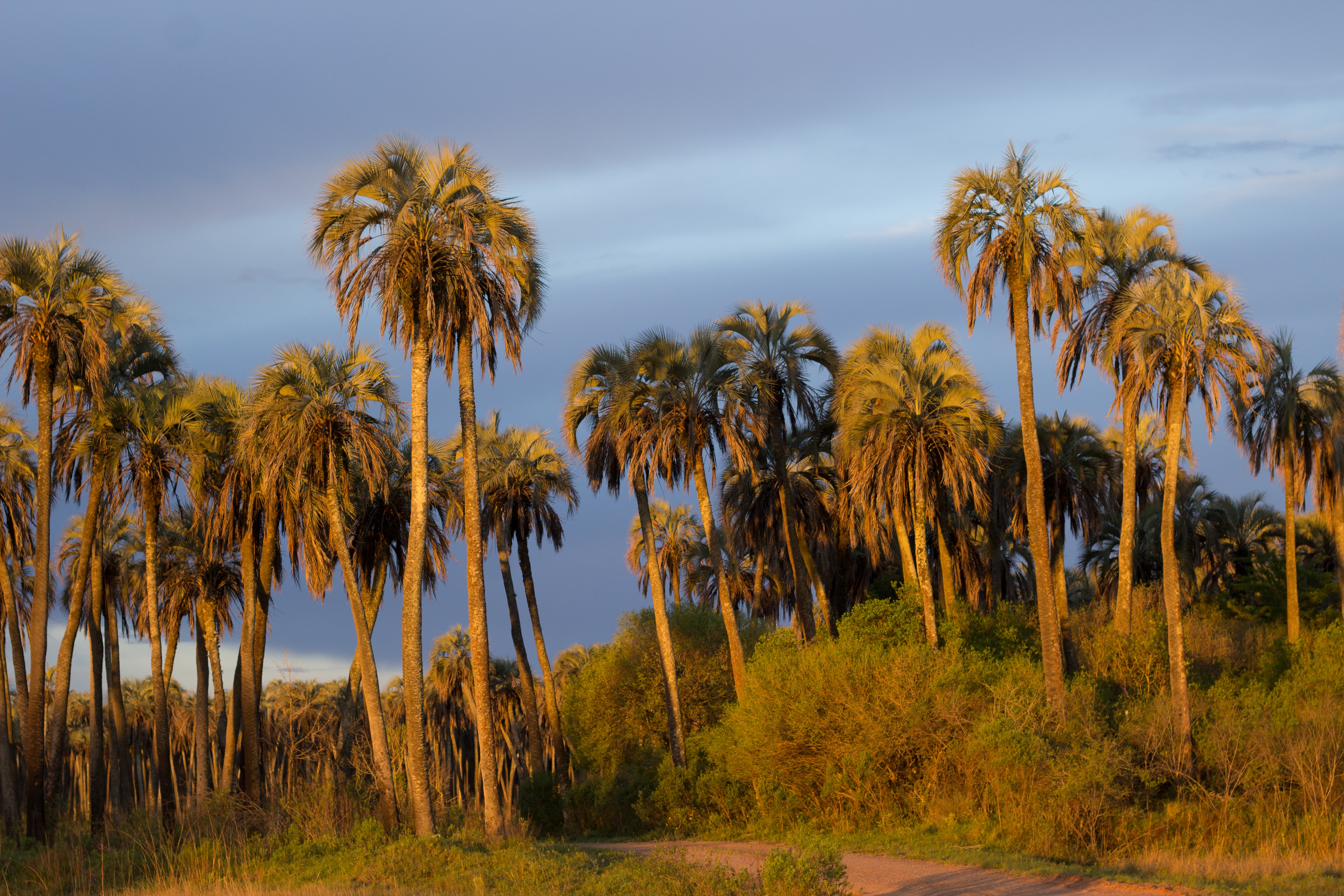  Palmera Yatay (Butia yatay)