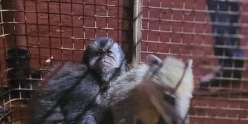 Dos de Mayo: rescatan a dos animales silvestres que se encontraban en cautiverio.