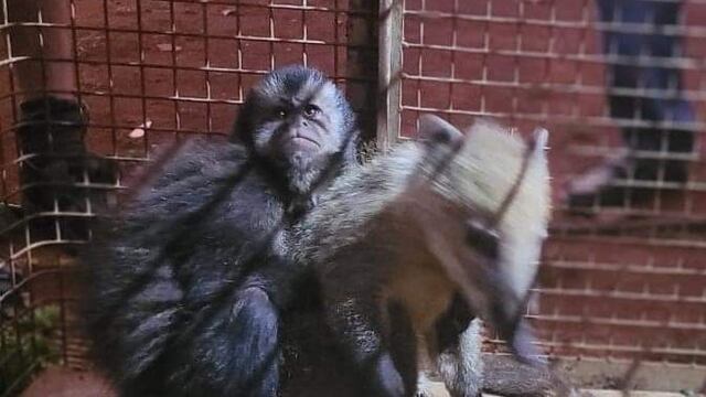 Dos de Mayo: rescatan a dos animales silvestres que se encontraban en cautiverio.