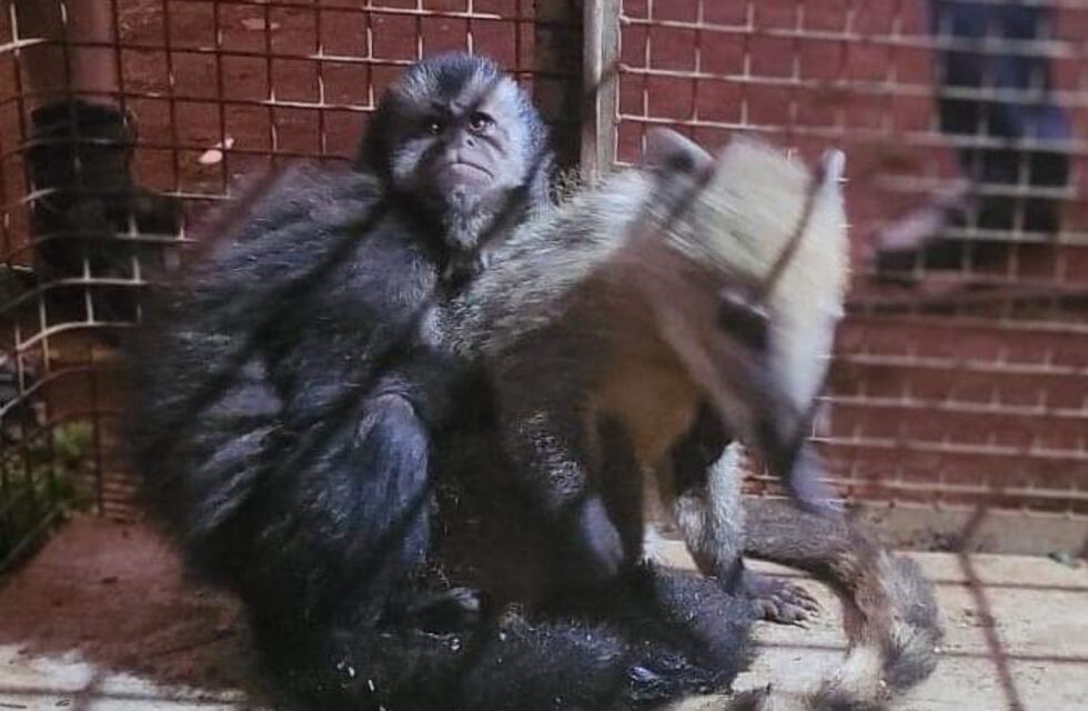 Dos de Mayo: rescatan a dos animales silvestres que se encontraban en cautiverio