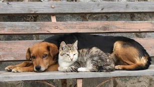 Perro y gato callejeros